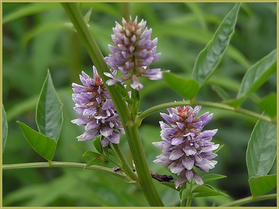 корень солодки при онкологии и инсультах